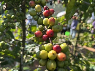 咖啡豆涨价创历史新高：咖农欢呼，咖啡店苦撑降成本