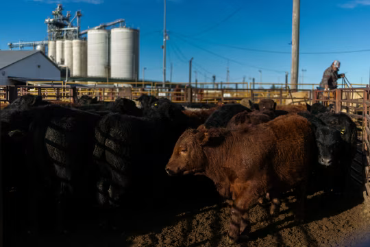 美国牛肉行业向消费者喊话：习惯高价吧  第5张